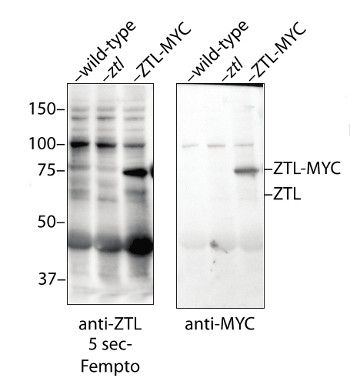 western blot using anti-ZTL1 antibodies